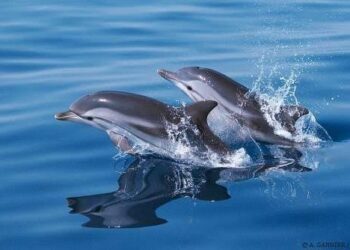 Les dauphins ont une ouïe phénoménale