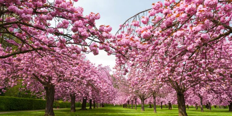 Japon : La floraison des cerisiers, un événement populaire 2 - Le Progrès Egyptien Japon : La floraison des cerisiers, un événement populaire 1 - Le Progrès Egyptien