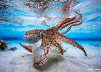 Les pieuvres sont sourdes et ont 3 cœurs