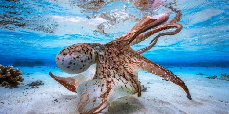 Les pieuvres sont sourdes et ont 3 cœurs 1 - Le Progrès Egyptien