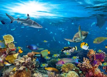 Une extinction de masse se prépare dans l’océan