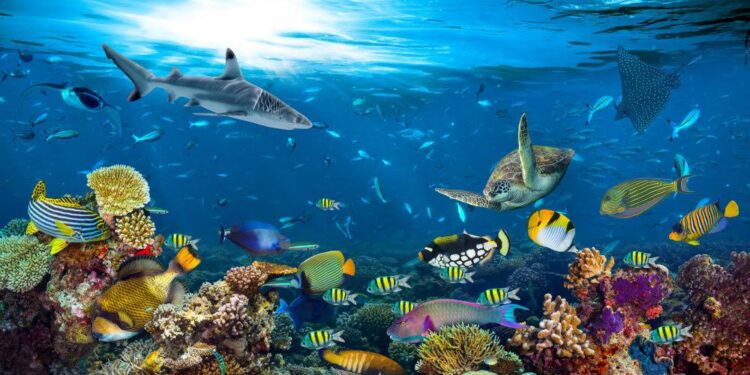 Une extinction de masse se prépare dans l’océan 1 - Le Progrès Egyptien