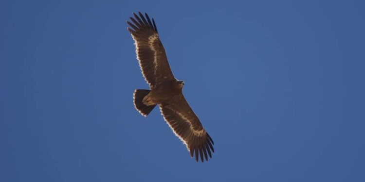 Al-Galala : Les aigles sains et saufs 1 - Le Progrès Egyptien
