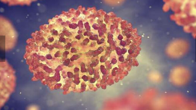 Variole du singe : Ce que l’on sait sur le virus 1 - Le Progrès Egyptien