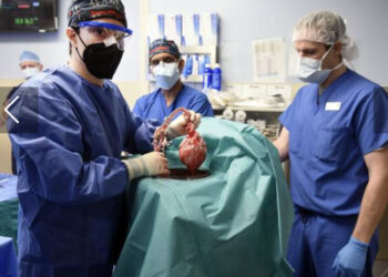 Le cœur de porc greffé était contaminé par un virus !