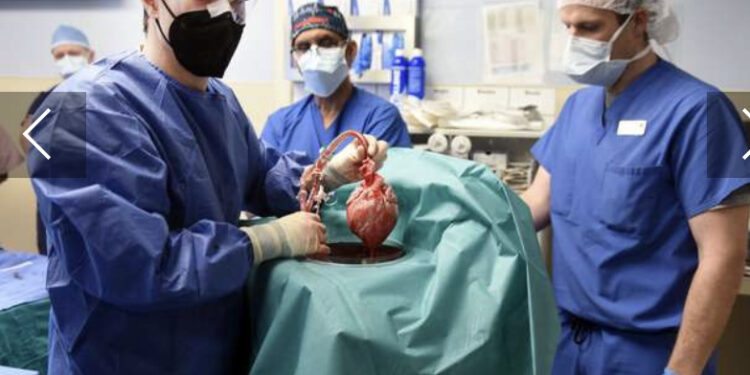 Le cœur de porc greffé était contaminé par un virus ! 1 - Le Progrès Egyptien