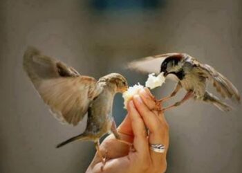 Valeurs de l’Islam : La pitié, fleur de l’Islam