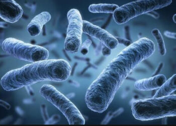 Des bactéries impliquées dans le cancer de la prostate