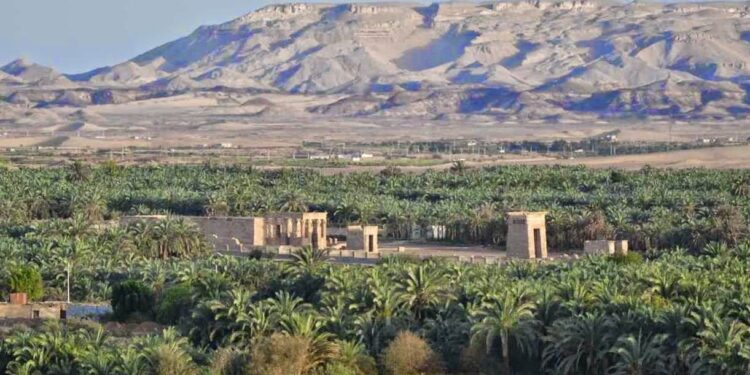 Journée de l’Environnement : Un oasis vert en plein désert 2 - Le Progrès Egyptien Journée de l’Environnement : Un oasis vert en plein désert 1 - Le Progrès Egyptien