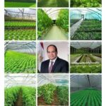 “#Investir_en_Egypte”, un hashtag qui enflamme la toile 11 - Le Progrès Egyptien