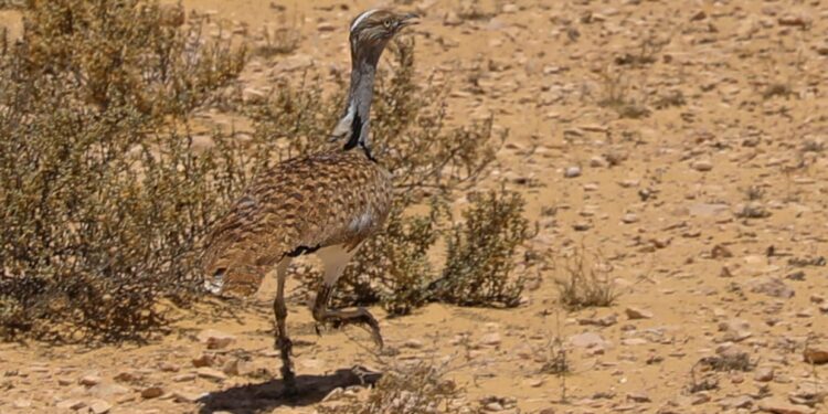 Matrouh : Réinstallation des outardes de Houbara 1 - Le Progrès Egyptien