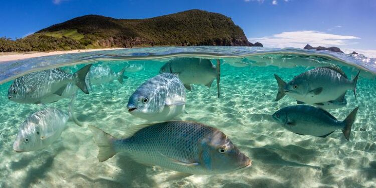 Revitalisons nos océans 1 - Le Progrès Egyptien