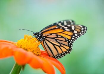 Québec : Le papillon monarque bientôt de retour