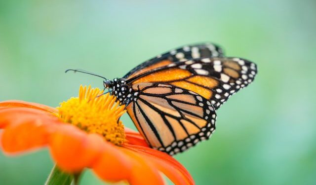 Québec : Le papillon monarque bientôt de retour 1 - Le Progrès Egyptien