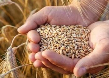 Maximiser les ressources pour combler le fossé alimentaire 