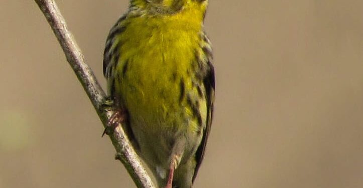 Oiseaux : Déclin alarmant 1 - Le Progrès Egyptien