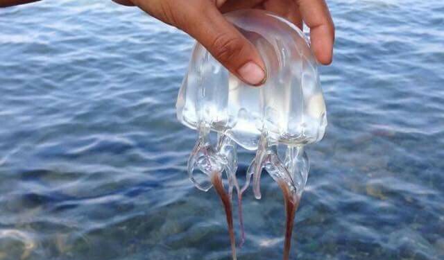 La méduse-boite, la plus venimeuse 1 - Le Progrès Egyptien