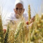 Des pas sûrs vers l’autosuffisance agricole 11 - Le Progrès Egyptien