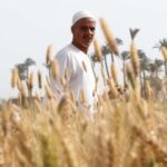 Des pas sûrs vers l’autosuffisance agricole 9 - Le Progrès Egyptien