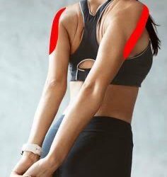 Les roulements d’épaule