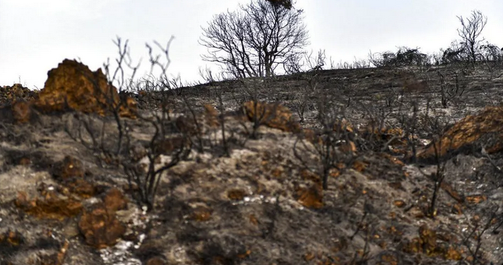 Espagne - Canicule : Les incendies ravagent des dizaines de milliers d’hectares 2 - Le Progrès Egyptien Espagne - Canicule : Les incendies ravagent des dizaines de milliers d’hectares 1 - Le Progrès Egyptien