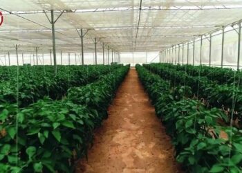 L’Egypte et ses 100 000 serres