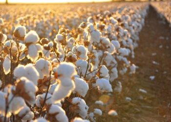 Commerce du coton : Examen de la nouvelle saison