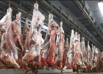 Les abattoirs prêts pour les offrandes pendant l’Aïd Al-Adha