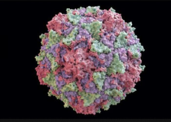 L’OMS en alerte après la détection d’un virus de la poliomyélite