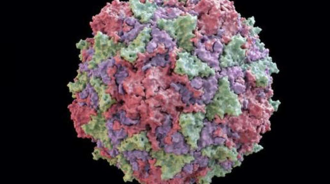 L’OMS en alerte après la détection d’un virus de la poliomyélite 2 - Le Progrès Egyptien L’OMS en alerte après la détection d’un virus de la poliomyélite 1 - Le Progrès Egyptien