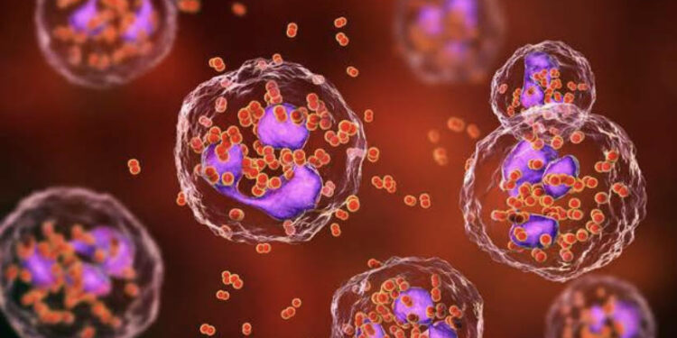 La méningite à méningocoque, une infection grave chez l’adulte et l’enfant 2 - Le Progrès Egyptien La méningite à méningocoque, une infection grave chez l’adulte et l’enfant 1 - Le Progrès Egyptien