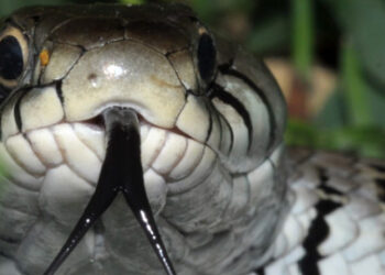 Le serpent sent avec la langue !