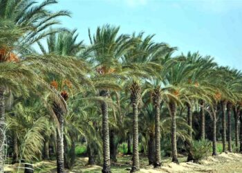 Irak : Préserver le palmier-dattier, symbole national