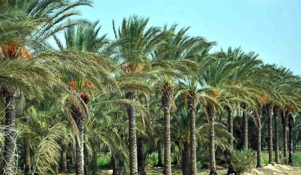Irak : Préserver le palmier-dattier, symbole national 1 - Le Progrès Egyptien