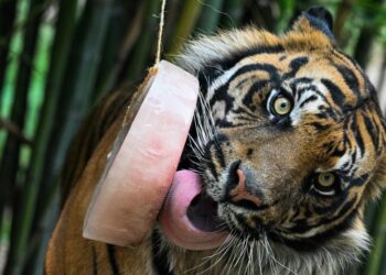 Zoo de Rome : Sorbets pour rafraîchir les animaux