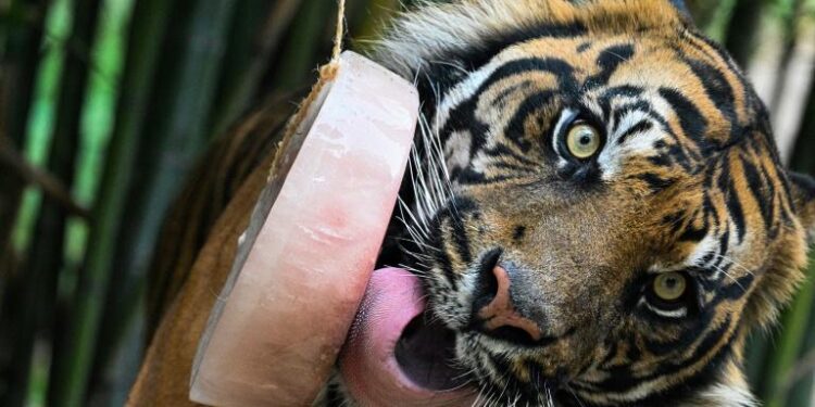 Zoo de Rome : Sorbets pour rafraîchir les animaux 2 - Le Progrès Egyptien Zoo de Rome : Sorbets pour rafraîchir les animaux 1 - Le Progrès Egyptien