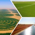 Agriculture : L’Egypte sur la voie de l’autosuffisance… 3 - Le Progrès Egyptien