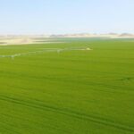 Agriculture : L’Egypte sur la voie de l’autosuffisance… 7 - Le Progrès Egyptien