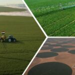 Agriculture : L’Egypte sur la voie de l’autosuffisance… 5 - Le Progrès Egyptien