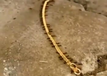 L’oasis de Kharga, dores et déjà  sur la carte écologique