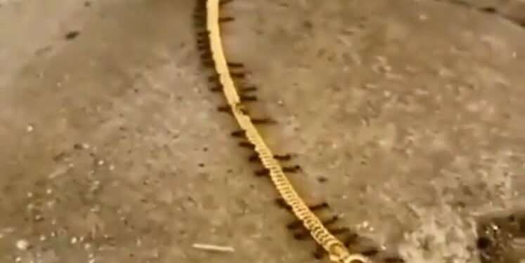 L’oasis de Kharga, dores et déjà sur la carte écologique 2 - Le Progrès Egyptien L’oasis de Kharga, dores et déjà sur la carte écologique 1 - Le Progrès Egyptien