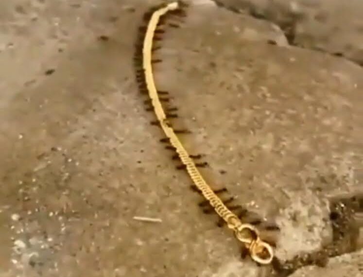 L’oasis de Kharga, dores et déjà sur la carte écologique 1 - Le Progrès Egyptien