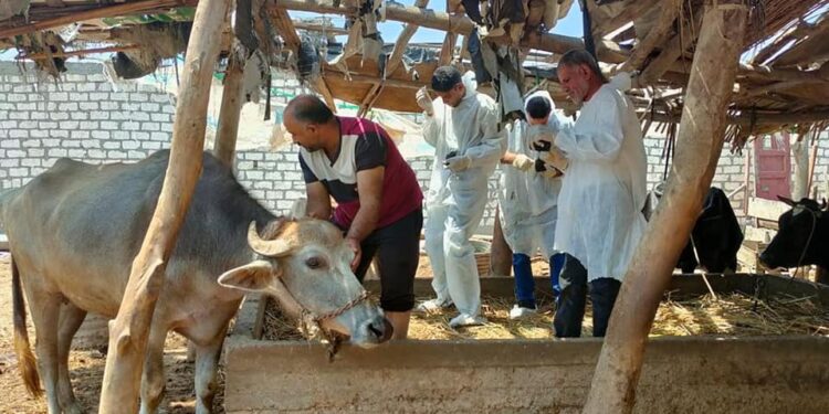 Nouvelle-Vallée : Campagne de vaccination contre la fièvre aphteuse et la FVR 2 - Le Progrès Egyptien Nouvelle-Vallée : Campagne de vaccination contre la fièvre aphteuse et la FVR 1 - Le Progrès Egyptien