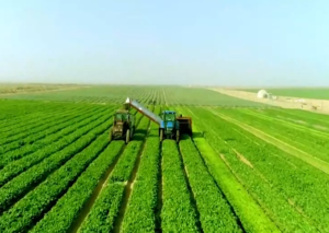 L’agriculture, un secteur de plus en plus robuste 32 - Le Progrès Egyptien L’agriculture, un secteur de plus en plus robuste 31 - Le Progrès Egyptien