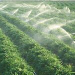 L’agriculture, un secteur de plus en plus robuste 24 - Le Progrès Egyptien L’agriculture, un secteur de plus en plus robuste 23 - Le Progrès Egyptien