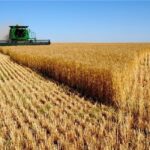 L’agriculture, un secteur de plus en plus robuste 18 - Le Progrès Egyptien L’agriculture, un secteur de plus en plus robuste 17 - Le Progrès Egyptien