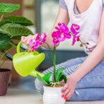 Ces plantes ont de l'énergie à offrir ! 13 - Le Progrès Egyptien