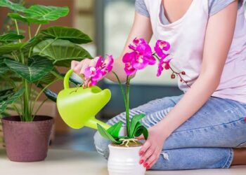 Ces plantes ont de l’énergie à offrir !