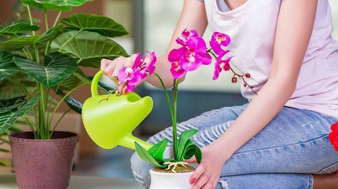 Ces plantes ont de l'énergie à offrir ! 1 - Le Progrès Egyptien
