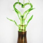 Ces plantes ont de l'énergie à offrir ! 11 - Le Progrès Egyptien